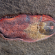 Say hello to Calvapilosa kroegeri, one of the earliest mollusks ever found. (Image: Jakob Vinther et al., 2017)